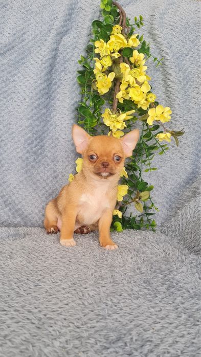 Excelente mini mini choco fawn Chihuahua/Chiuaua de Qualidade