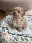 Maltipoo F1b suczka gotowa do odbioru po pudel toy red