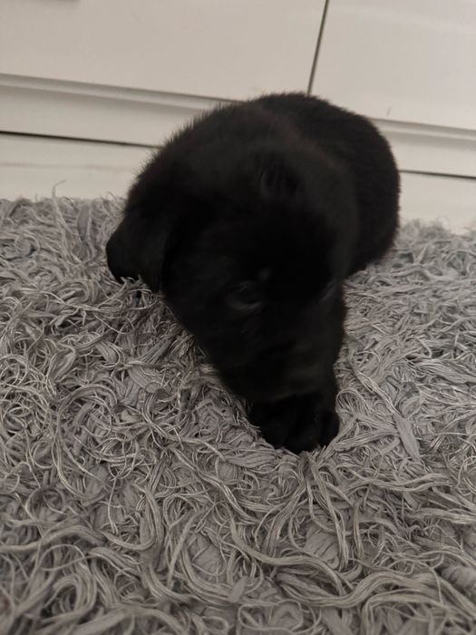 Do oddania szczeniaki labradora