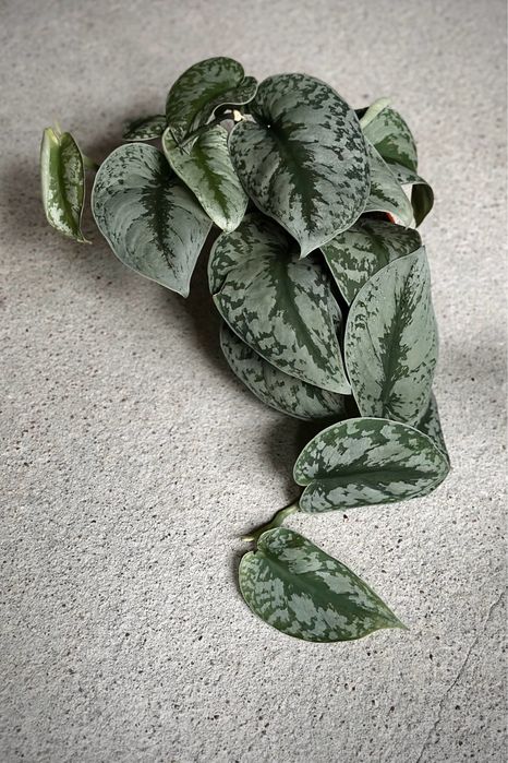 Scindapsus pictus Trebie / Exotica - satynowy, srebrzysty, duże liście