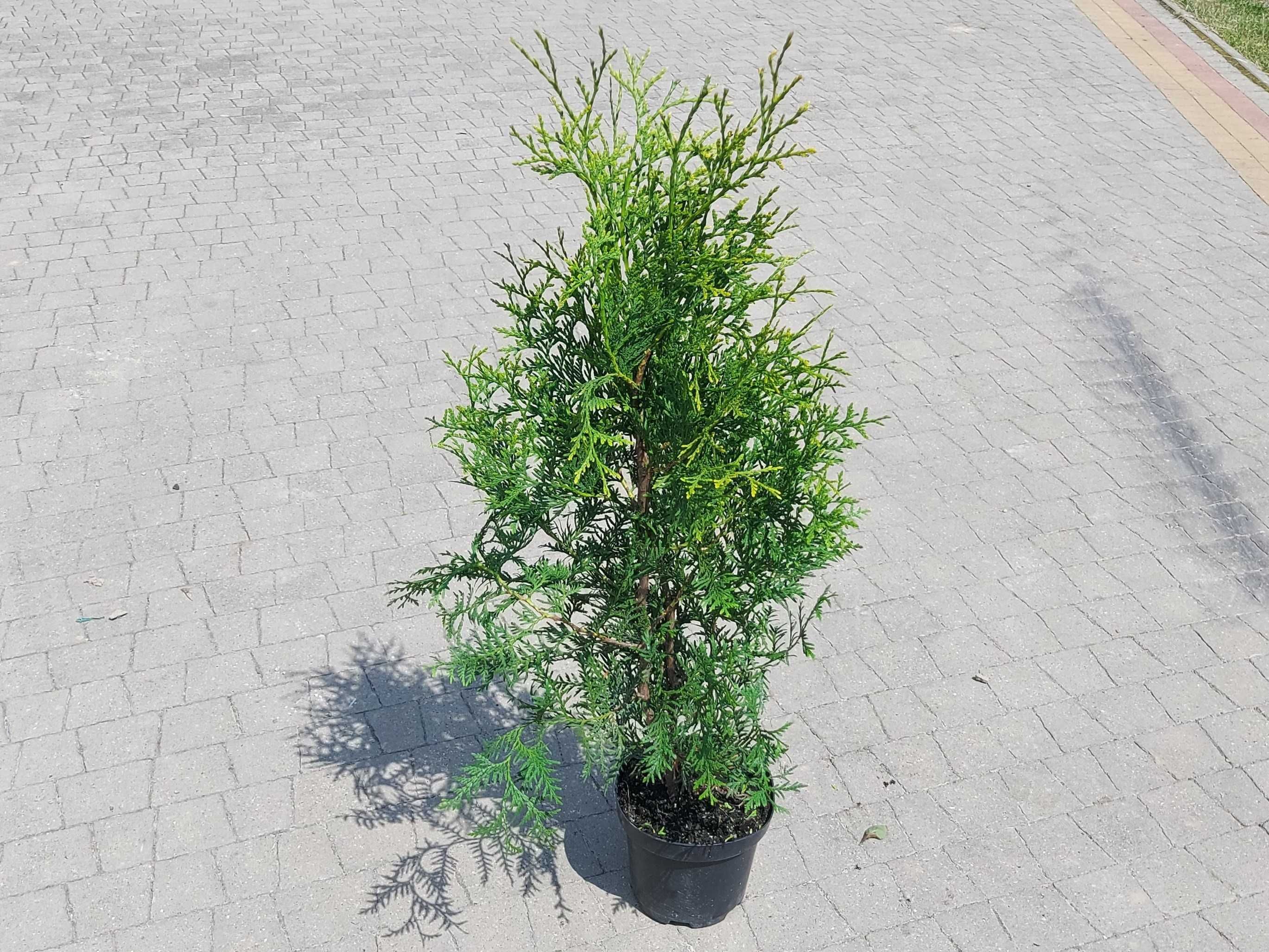 Thuja Brabant 70-100cm. Tuja, tuje! Transport, sadzenie cała Polska!