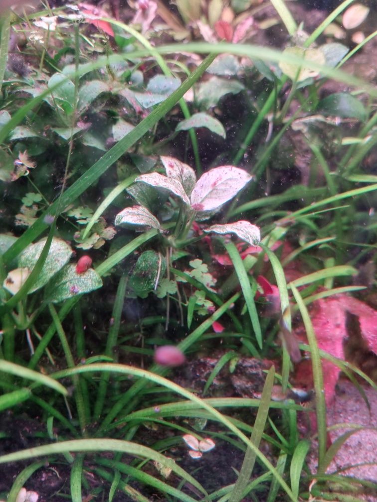 Anubias Pinto ładna