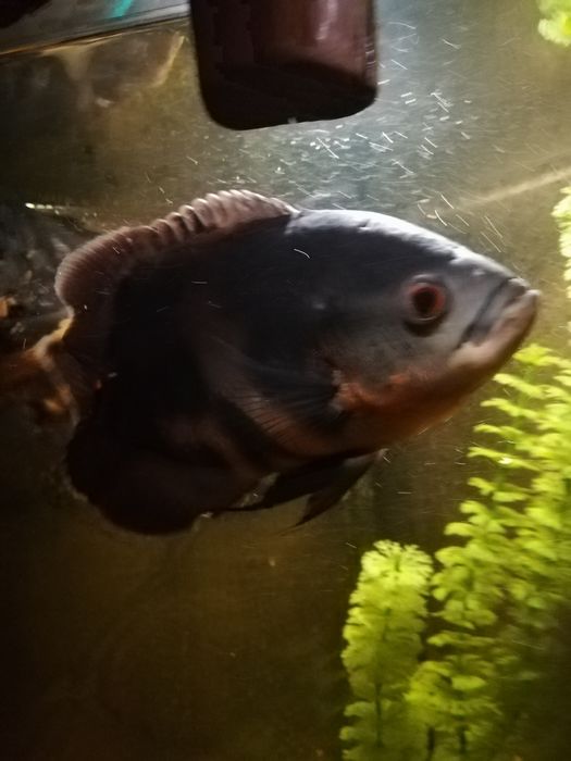 Акваріум 80 літрів