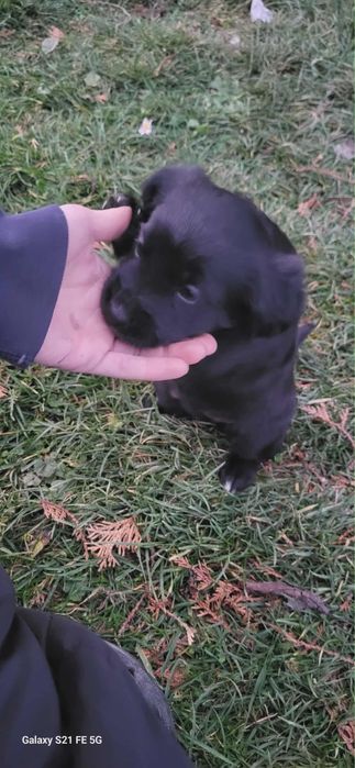 Pieski do oddania Za DARMO W Dobre Ręce