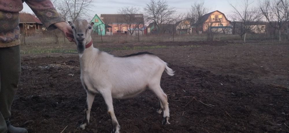 Козел ламанч суслік для спарювання кіз