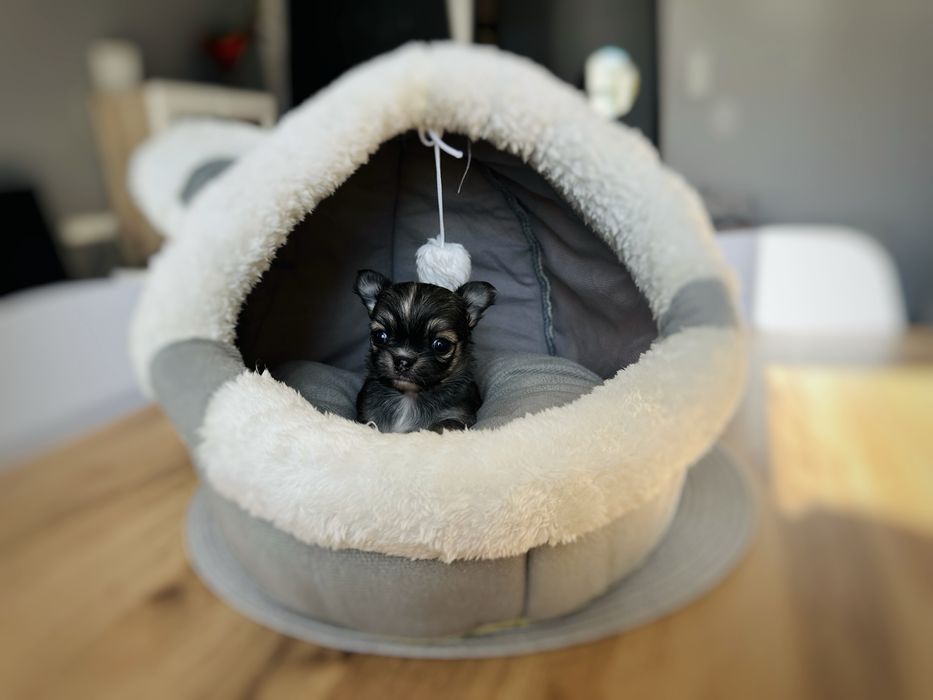 Chihuahua Chłopczyk Długowłosy *ZKwP FCI*