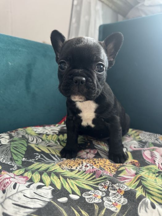 Buldog francuski suczka do odbioru