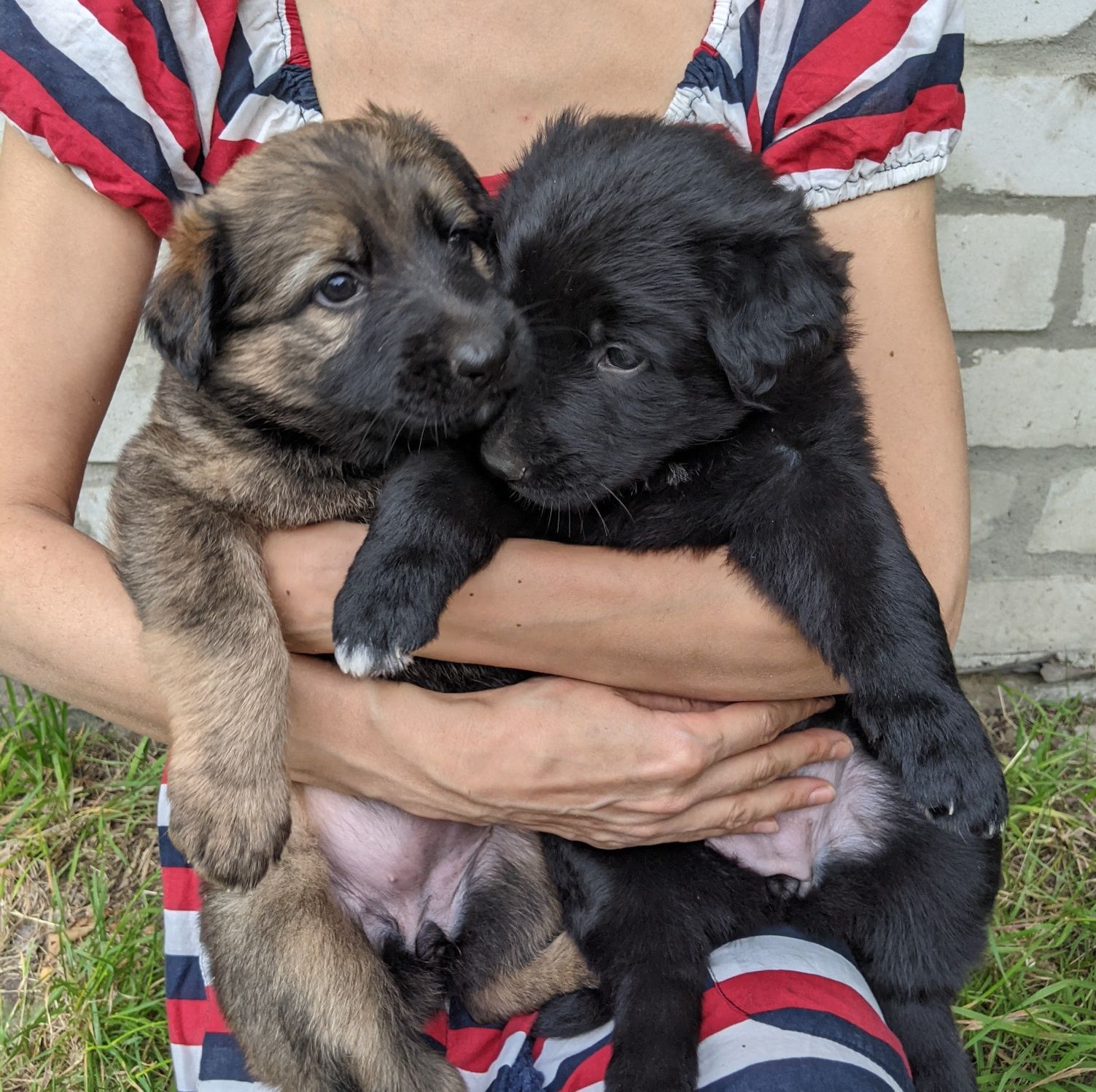 Цуценята Німецької Вівчарки. Німецька вівчарка.