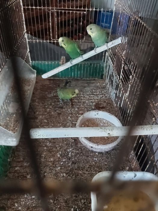 Piriquitos novos e adultos