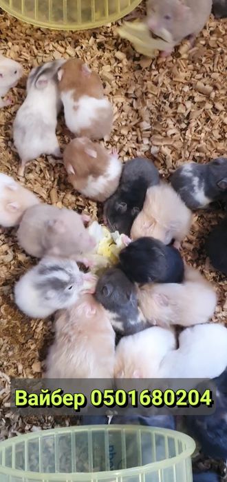 Хомячки много окрасов есть голубые, королевские хомяк джунгарский