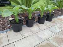 Bananowiec zielony ensete ventricosum green