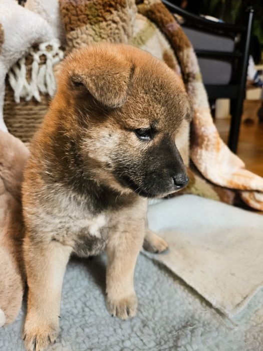 Shiba ZKwP FCI - chlopak Yamiro