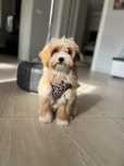Piesek maltipoo maltańczyk pudel toy czerwony
