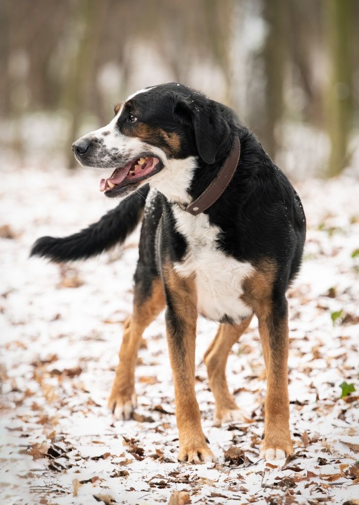 Pies Piegusek w typie szwajcarskiego psa pasterskiego do adopcji!