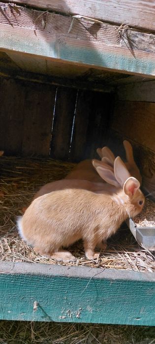 Sprzedam młode króliki burgundzkie