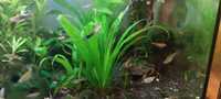 Echinodorus species (żabienica amazońska) roślinka akwariowa
