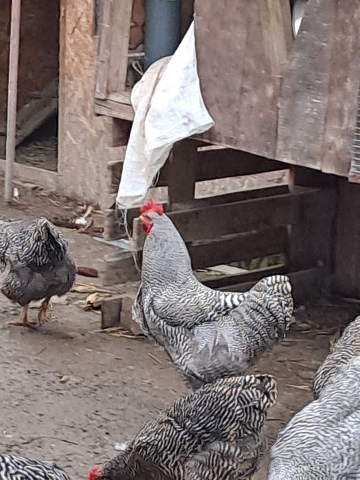 Продам кугута породи Амрокс