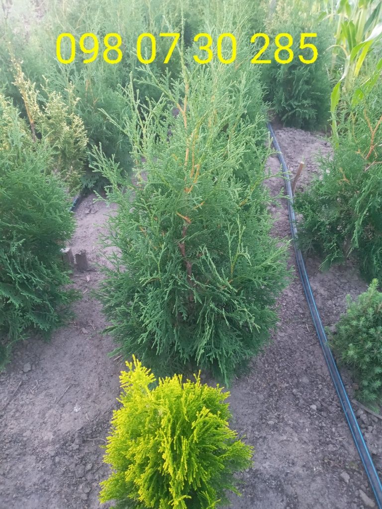 Продам туя смарагд,брабант,ауреа-нана.