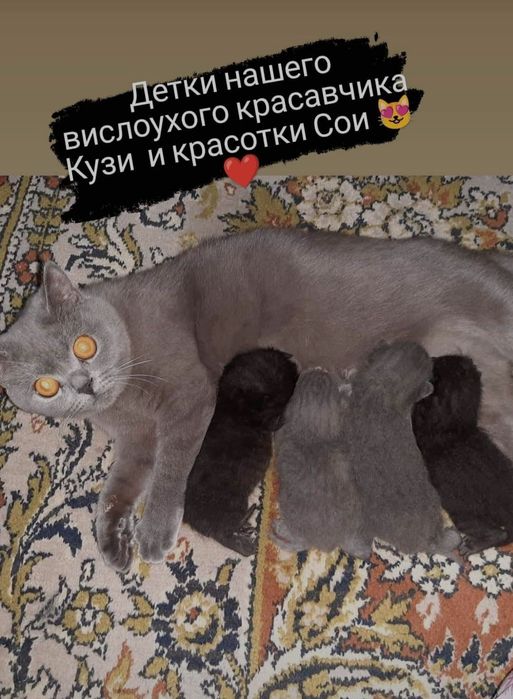 В'язка, вісловухий шотландець запрошує чарівну кішечку.