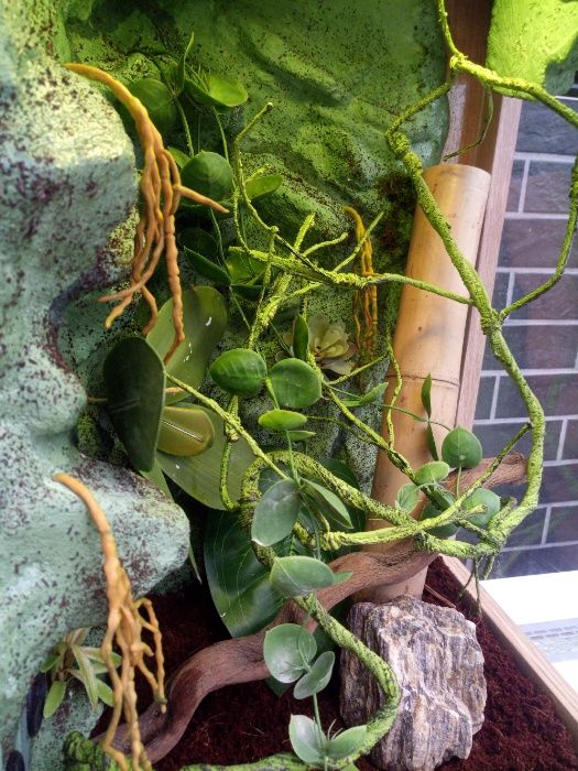 Terrarium nr20 40/40/60 dąb craft dla gekona orzęsionego NA ZAMÓWIENIE