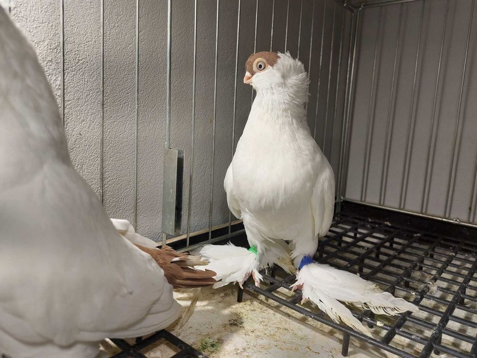 Krymki białostockie 25r para czerwonych