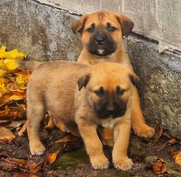 Хлопчик кане корсо.  Майже 2міс. Яскравий!
