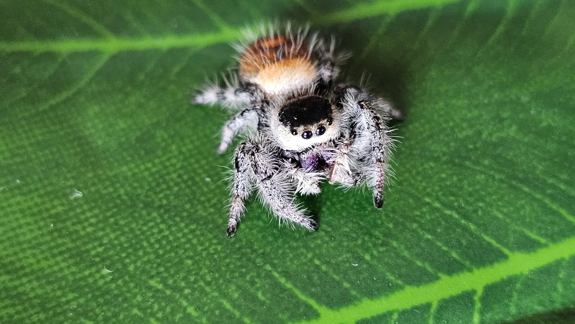 Skakun królewski Phidippus regius soroa L2-L4