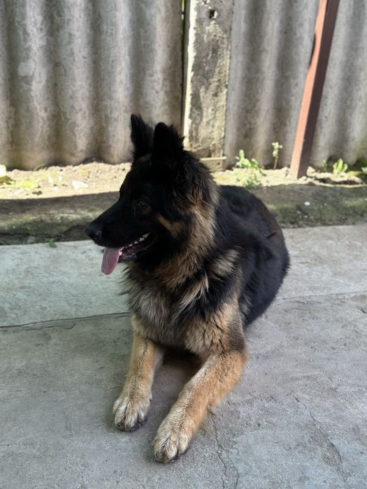 Собака. Овчарка. Длинношерстная немецкая овчарка.