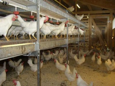 Kury Nioski leghorn Całe Podkarpackie z jajkiem transport