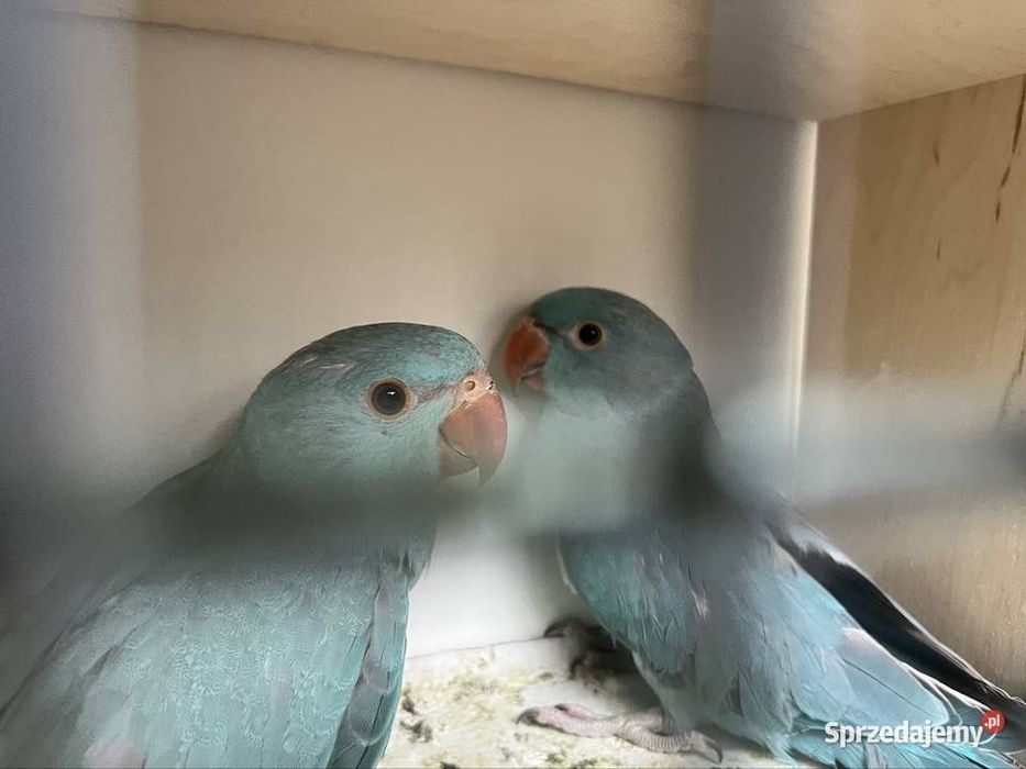 Aleksandretty obrozna z 2025