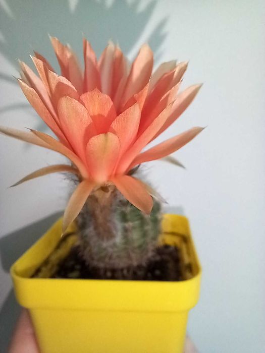 Кактус (сукулент) акантокаліціум для флораріума