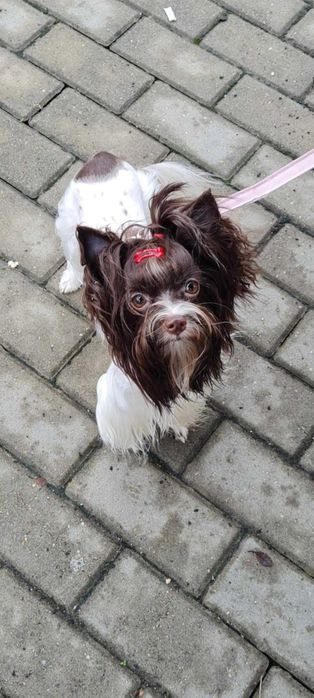 Yorkshire terrier biewer