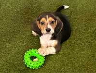 Beagle tricolor para entrega imediata
