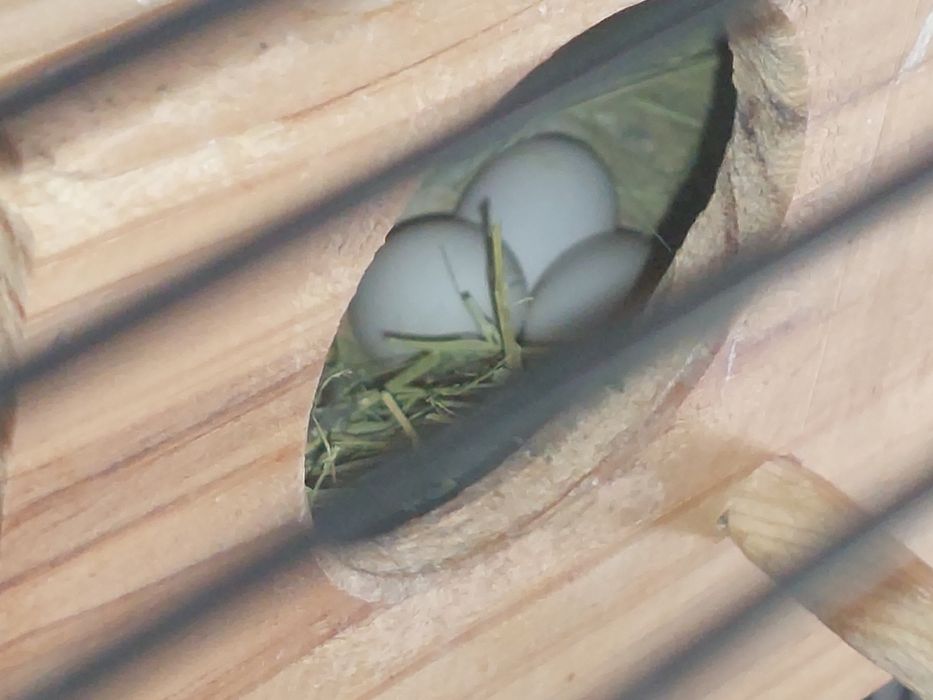 Periquito de varias cores