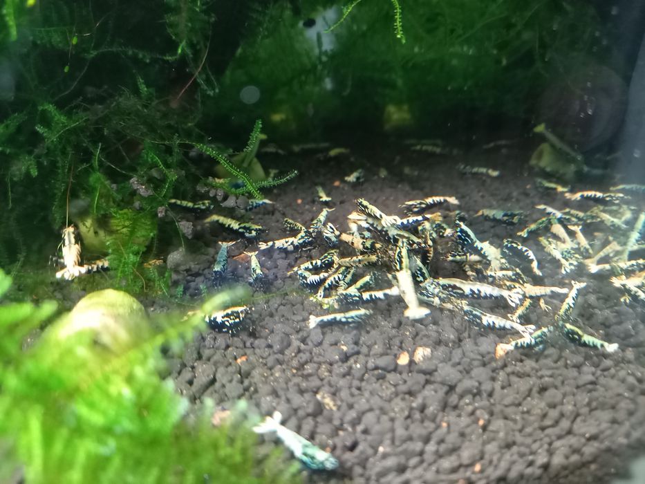 Caridina Galaxy Fishbone