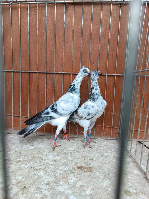 Wiedeński Lotny,Wiedeńskie