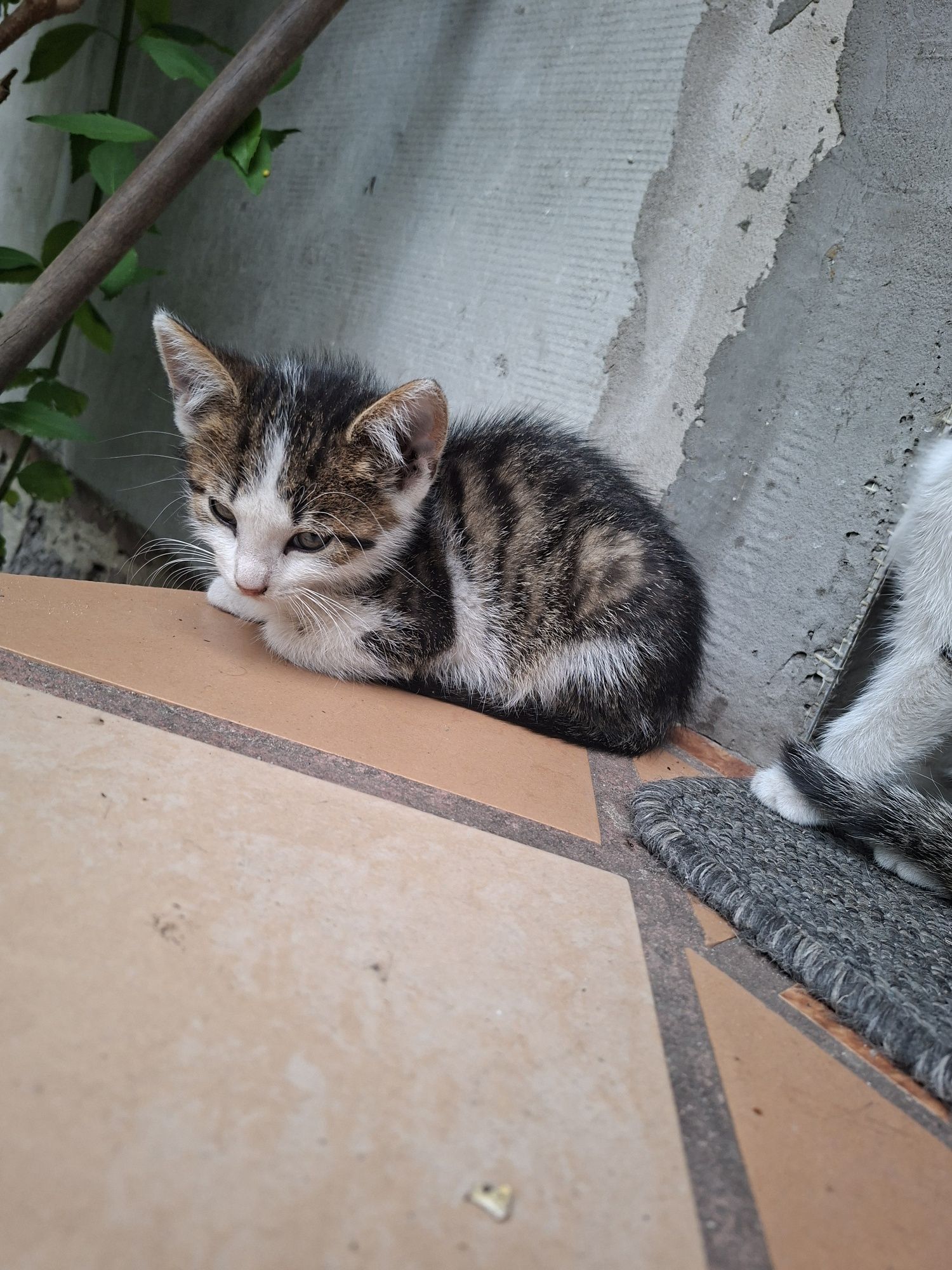 Kotek do oddania