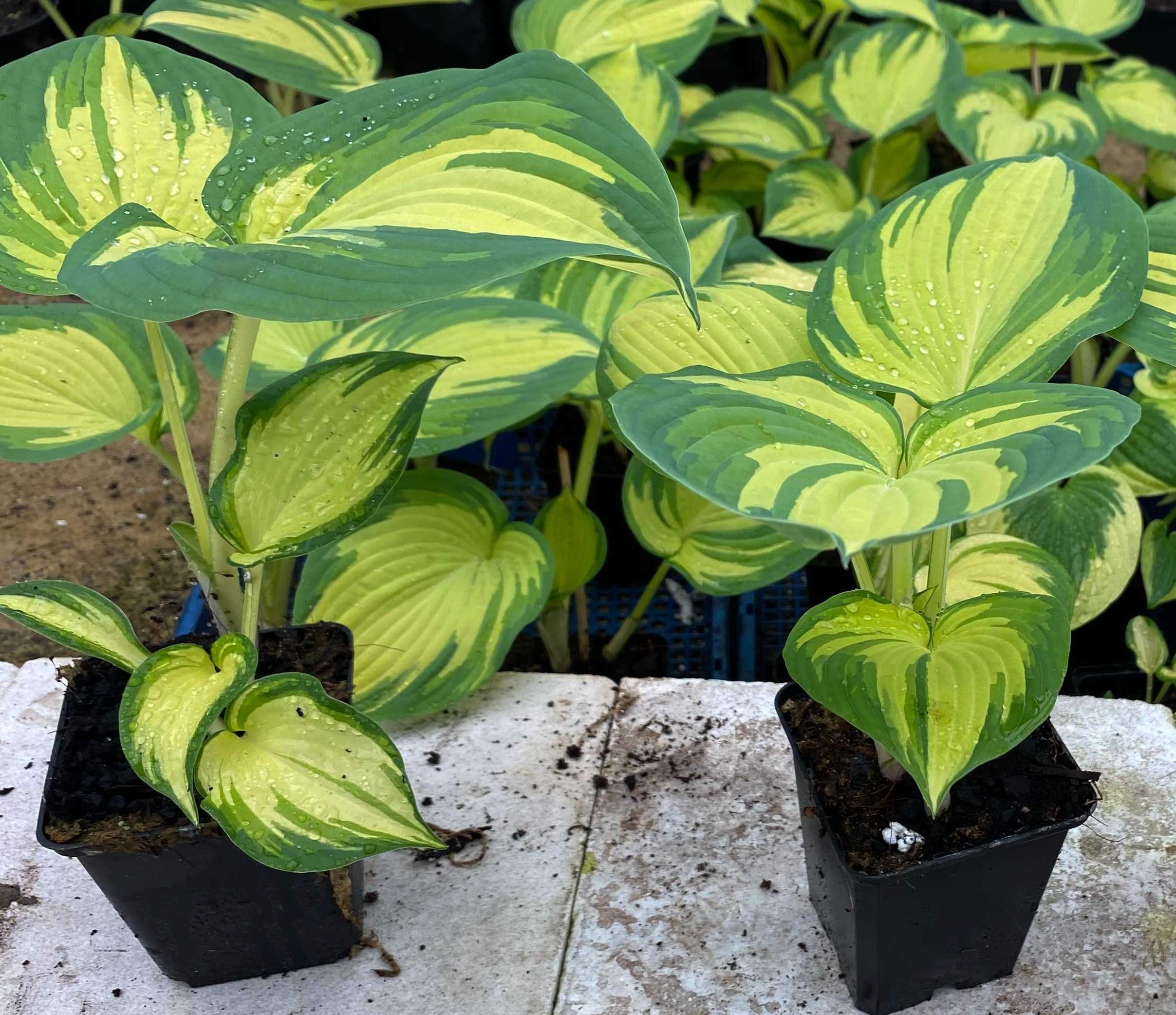 Hosta 'Great Expectations' 2-letnia