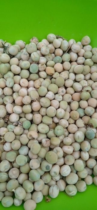 Насіння зимового гороху