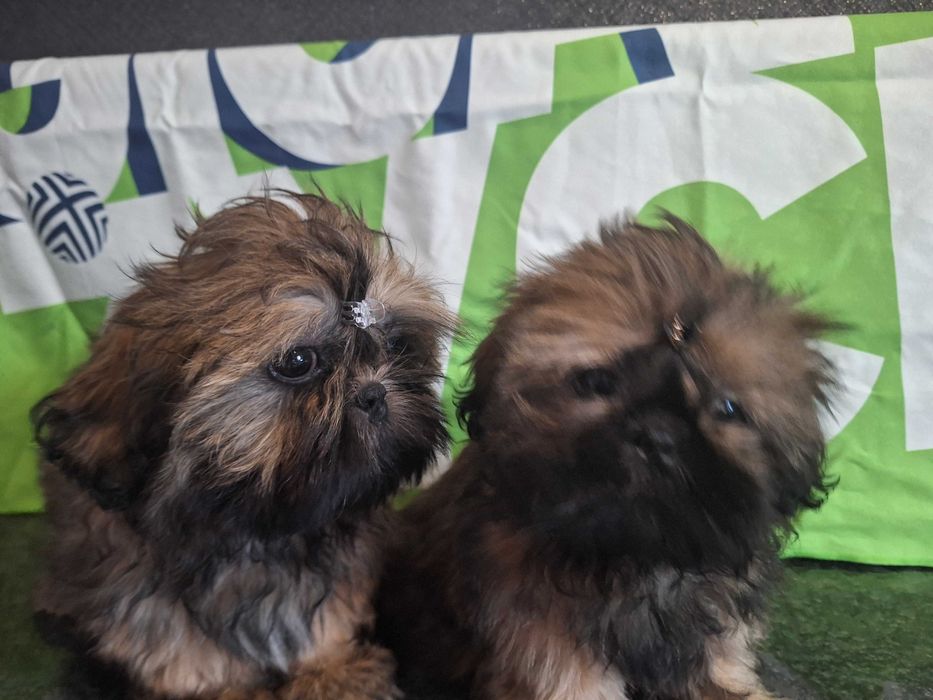 Shih Tzu urocza sunia