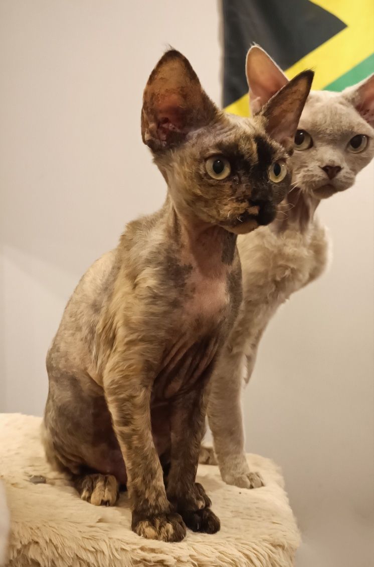 Szylkretowa kotka devon rex PZF