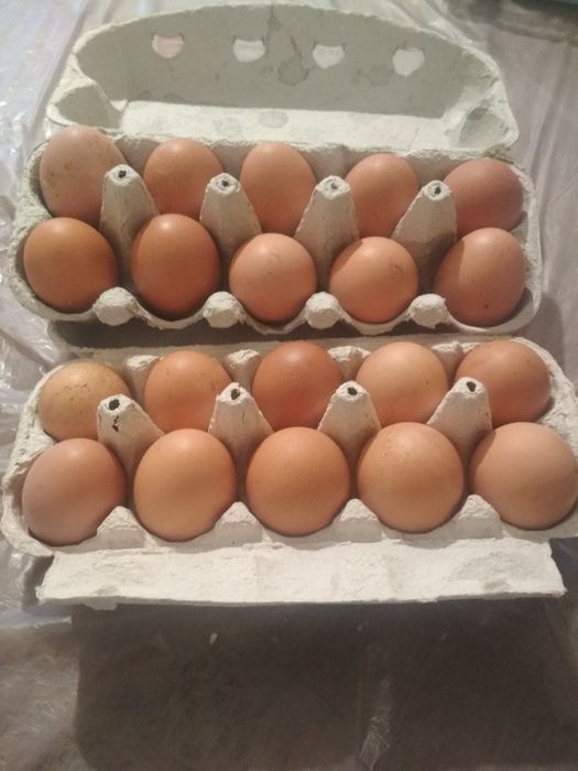 Продам курячі домашні яйця