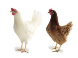 Kury Nioski DOWÓZ GRATIS 7.8.0.1.6.3.6.4.3