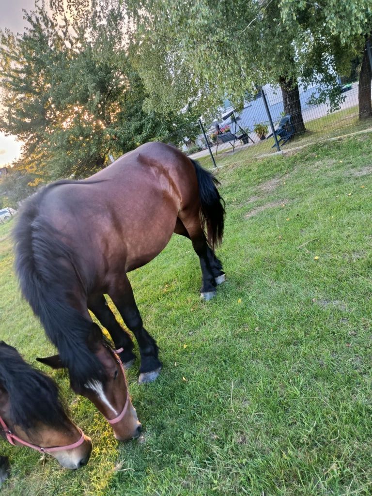 Klacz cztery lata