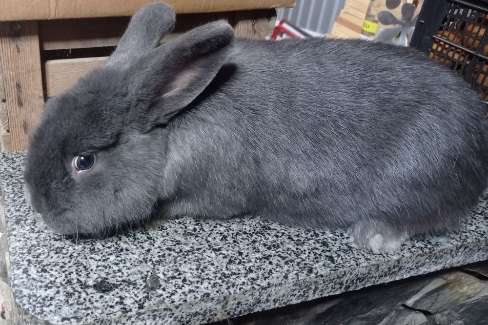 Кролики.Віденський блакитний.