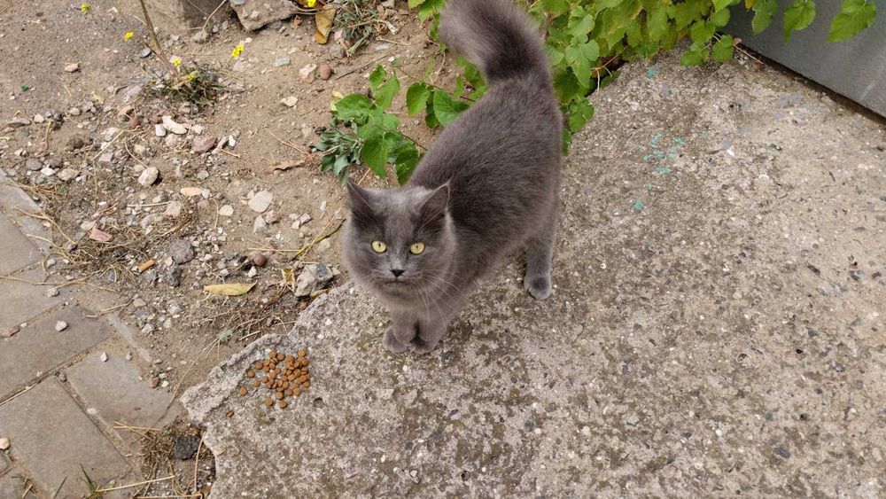 Серо-голубая кошечка (длинношёрстная британка)_ласковая_ОТДАМ.