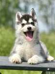 Siberian Husky Zkwp Fci