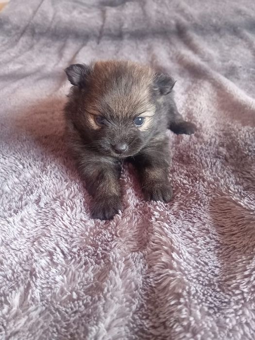 Spitz alemã anã sable