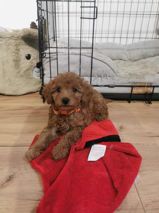 Pudel Miniatura - Bójka