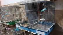 Gaiolas para aves e ninhos gr2